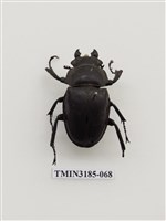 藏品(鬼艷鍬形蟲)的圖片